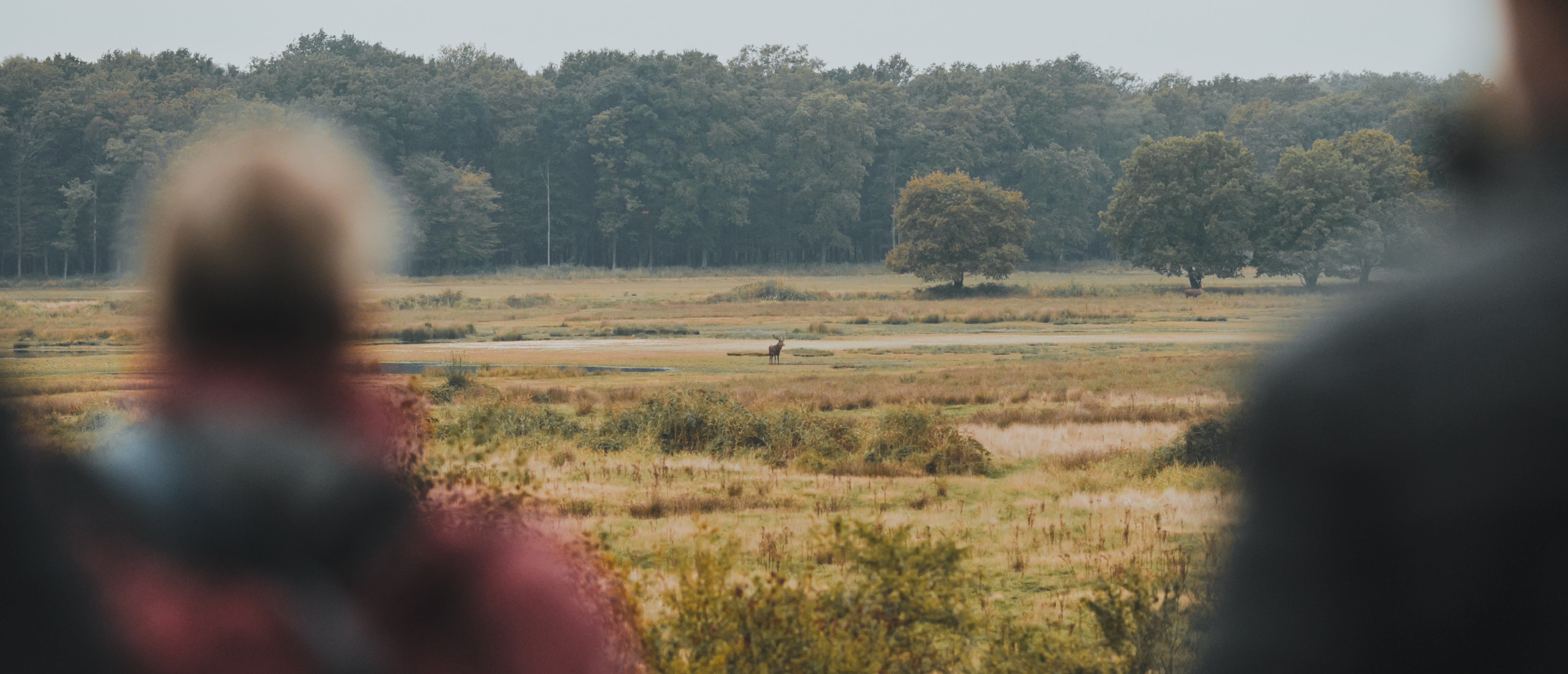 Mensen spotten edelherten vanaf de uitkijktoren in het Weerterbos tijdens de bronsttijd in Hart van Limburg.